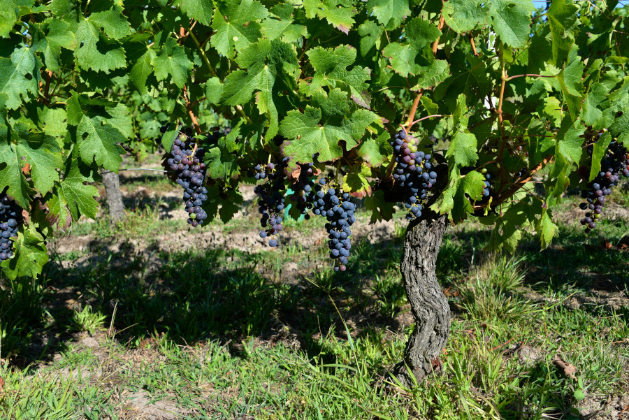 vigne raisin rouge